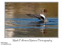 Drake wigeon Anas penelope
